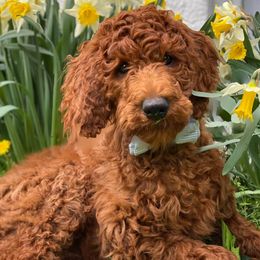 Poodles from Rufous Poodles