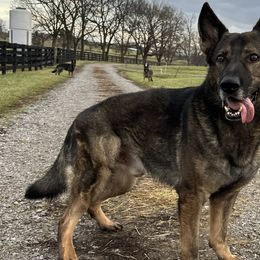 German Shepherds from Von Charry German Shepherd’s