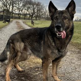 German Shepherds from Von Charry German Shepherd’s