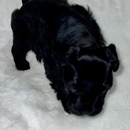 Black Male - Black male Miniature Schnauzer puppy in San Augustine, Texas from My Little Schnauzer Pals