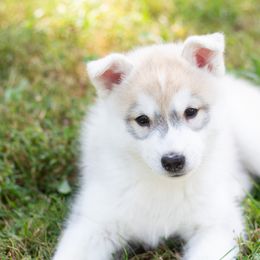Siberian Husky Puppies from Zobela Siberians