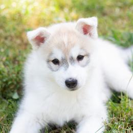 Siberian Husky Puppies from Zobela Siberians