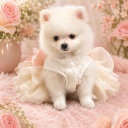 Pinky pie - White female Pomeranian puppy in Rhode Island from Heartfelt Kennels