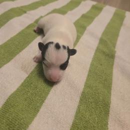 Boy 3 - Tri-color male Russell Terrier puppy in Kemp, Texas from Dodd's Shorty Jack Russells