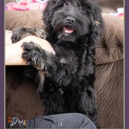 Holbrook - Black male Cockapoo puppy in Connersville, Indiana from Deaz Doodle Ranch