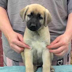 Meses - Fawn female Anatolian Shepherd Dog puppy in Rapid River, Michigan from Echolight Australian Shepherds
