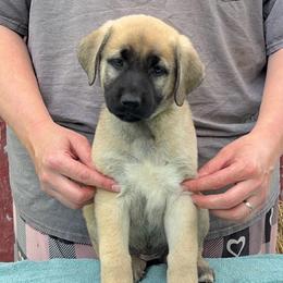 Meses - Fawn female Anatolian Shepherd Dog puppy in Rapid River, Michigan from Echolight Australian Shepherds