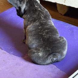 American Bully and French Bulldog Puppies from Bolt Action Kennel