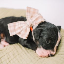 Orange Boy - Black and white male Bernedoodle puppy in Mckinney, Texas from Doodles of North Tx