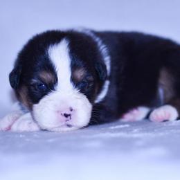 Lola - Black tri-color female Australian Shepherd puppy in Easton, Missouri from MMA Kennel