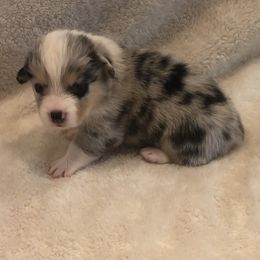 American Corgi and Pembroke Welsh Corgi Puppies from Red White & Bluie Corgi
