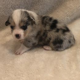 American Corgi and Pembroke Welsh Corgi Puppies from Red White & Bluie Corgi