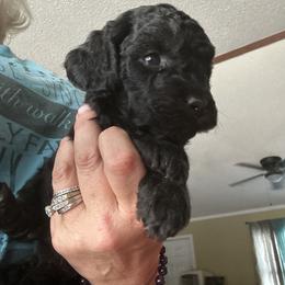 Pepper - Black male Goldendoodle puppy in Waynesboro, Virginia from Forest Creek Kennel