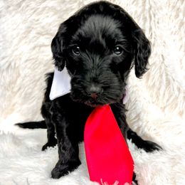 Lord - Black male Goldendoodle puppy in Holly Springs, Georgia from Libby Lou’s Goldendoodles