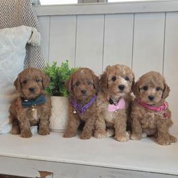 Cavapoo puppies from Barnyard Dachshunds, Dals & Doodles