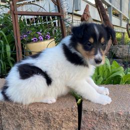 Esme - White female Collie puppy in Hinckley, Minnesota from Rusty Spur Collies