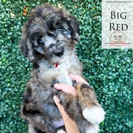 Big Red - Blue merle male Aussiedoodle puppy in Corydon, Indiana from Ridgeline Doodles