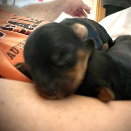Chihuahua, Pomeranian, and Yorkshire Terrier Puppies from Pampered Pups Kennel
