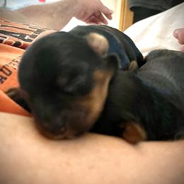 Chihuahua, Pomeranian, and Yorkshire Terrier Puppies from Pampered Pups Kennel