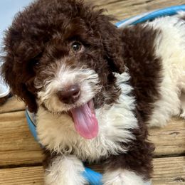 Dixie - Brown and white female Aussiedoodle puppy in Denton, Maryland from Royal Conron Doodles