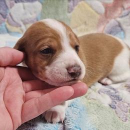CKC Cream dapple pie boy - Dapple male Dachshund puppy in Springdale, Washington from TNT MINI DACHSHUNDS