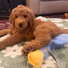 George - Apricot male Goldendoodle puppy in De Land, Florida from Rezapour Doodle Estate