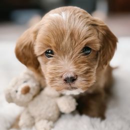 Piglet - Brown male Cockapoo puppy in Mt Bethel, Pennsylvania from Stasia’s Cutiepoos