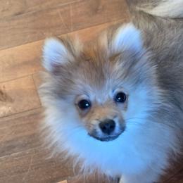 Percy - Orange sable male Pomeranian puppy in El Centro, California from BabyBooPoms