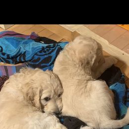 Double Doodle Puppies from Riverside Doodles in Seattle (double doodles)
