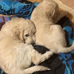 Double Doodle Puppies from Riverside Doodles in Seattle (double doodles)