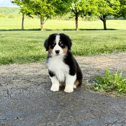 Simon - Black tri male Miniature American Shepherd puppy in Hillsboro, Kentucky from Kidd’s Miniature American Shepherds