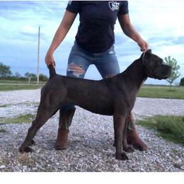 Akasha - Cane Corso
