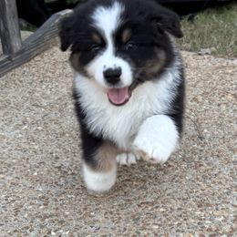 Boots - Black tri-color male Australian Shepherd puppy in Coldwater, Mississippi from Pure Grit Aussies
