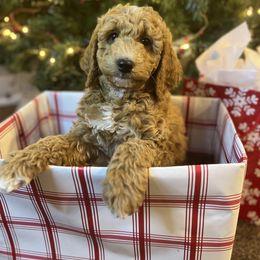 Kirk - Red  male Goldendoodle puppy in South Jordan, Utah from Wasatch Pup