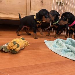 Manchester Terrier Puppies from Maximal Manchester Terriers