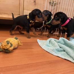 Manchester Terrier Puppies from Maximal Manchester Terriers