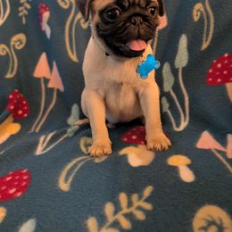 Pug Puppies from Lisa's Pugalicious Pugs