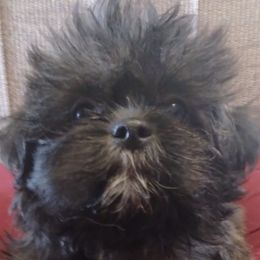 Shihpoos from Susan's Shihpoo