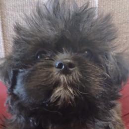 Shihpoos from Susan's Shihpoo