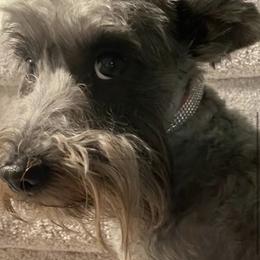 Sophie - Miniature Schnauzer