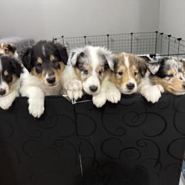 Collie puppies from Puppy Dog City