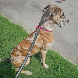 Dulce - Great Dane