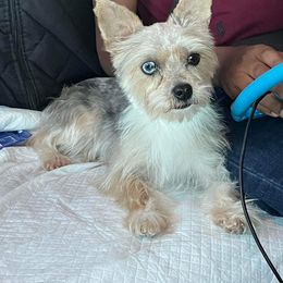 Ashley - Yorkshire Terrier