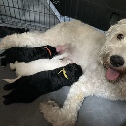 Goldendoodle Puppies from Luper Doodle LLC