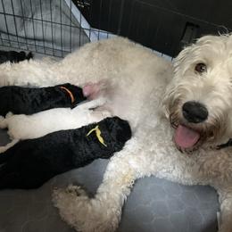 Goldendoodle Puppies from Luper Doodle LLC