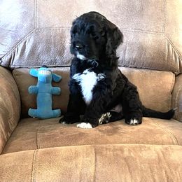 Portuguese Water Dog Puppies from Delgatty PWDs