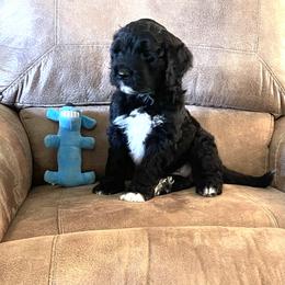 Portuguese Water Dog Puppies from Delgatty PWDs