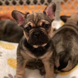 French Bulldog Puppies from Nuthin’ But Frenchies