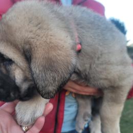 Elodie - Wolfgray female Spanish Mastiff puppy in Prosperity, Pennsylvania from Prosperity Guardians