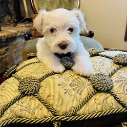 Emerald Boy AKC - White male Miniature Schnauzer puppy in Pineville, Kentucky from Bell Beards & Brows Min Schnauzers